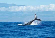La fisica del cosmo svela i segreti del mare: torna il canto delle balene al largo della Sicilia