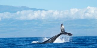 La fisica del cosmo svela i segreti del mare: torna il canto delle balene al largo della Sicilia