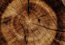 Economia circolare, dalla lignina potrebbe nascere il transistor del futuro lignina