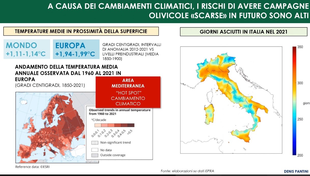 olio di oliva_9 cambiamenti climatici