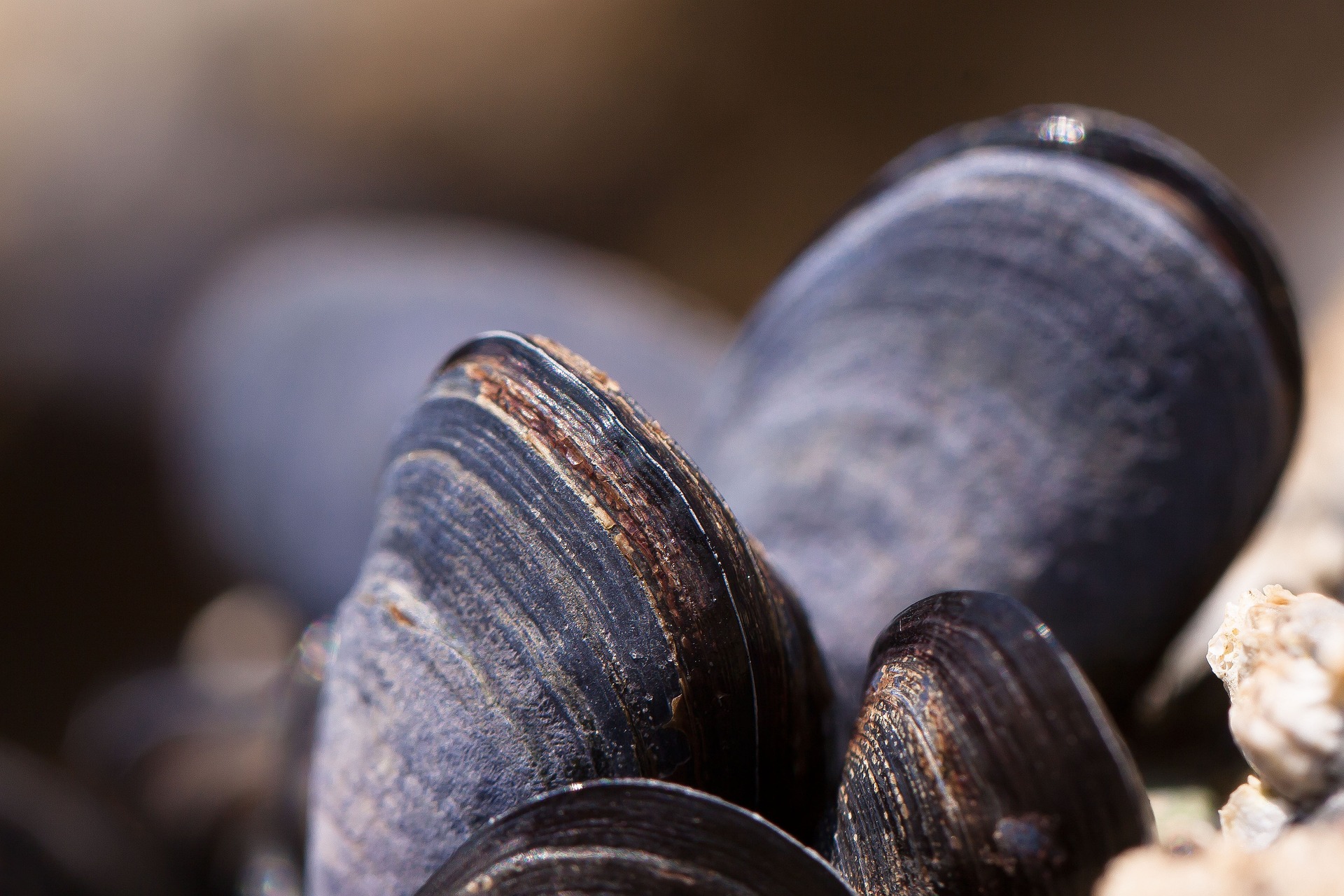 mussels- mitili