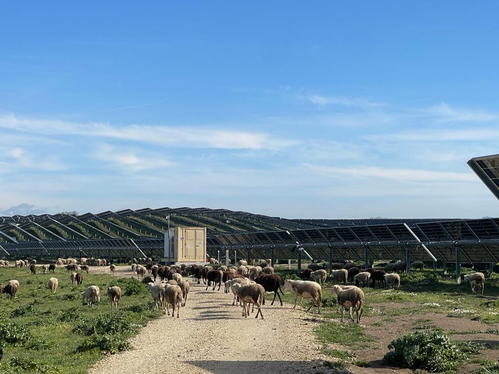 agrivoltaico e pastorizia