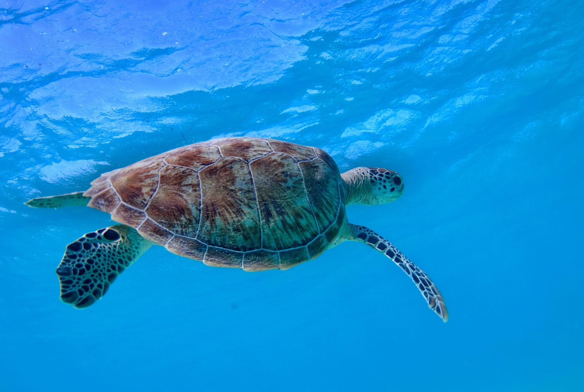 tartarughe cetacei Mediterraneo