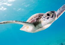 Italian Turtle Day: nove tartarughe marine tornano al mare, simbolo di una rinascita collettiva Water Defenders Alliance, Mar Mediterraneo