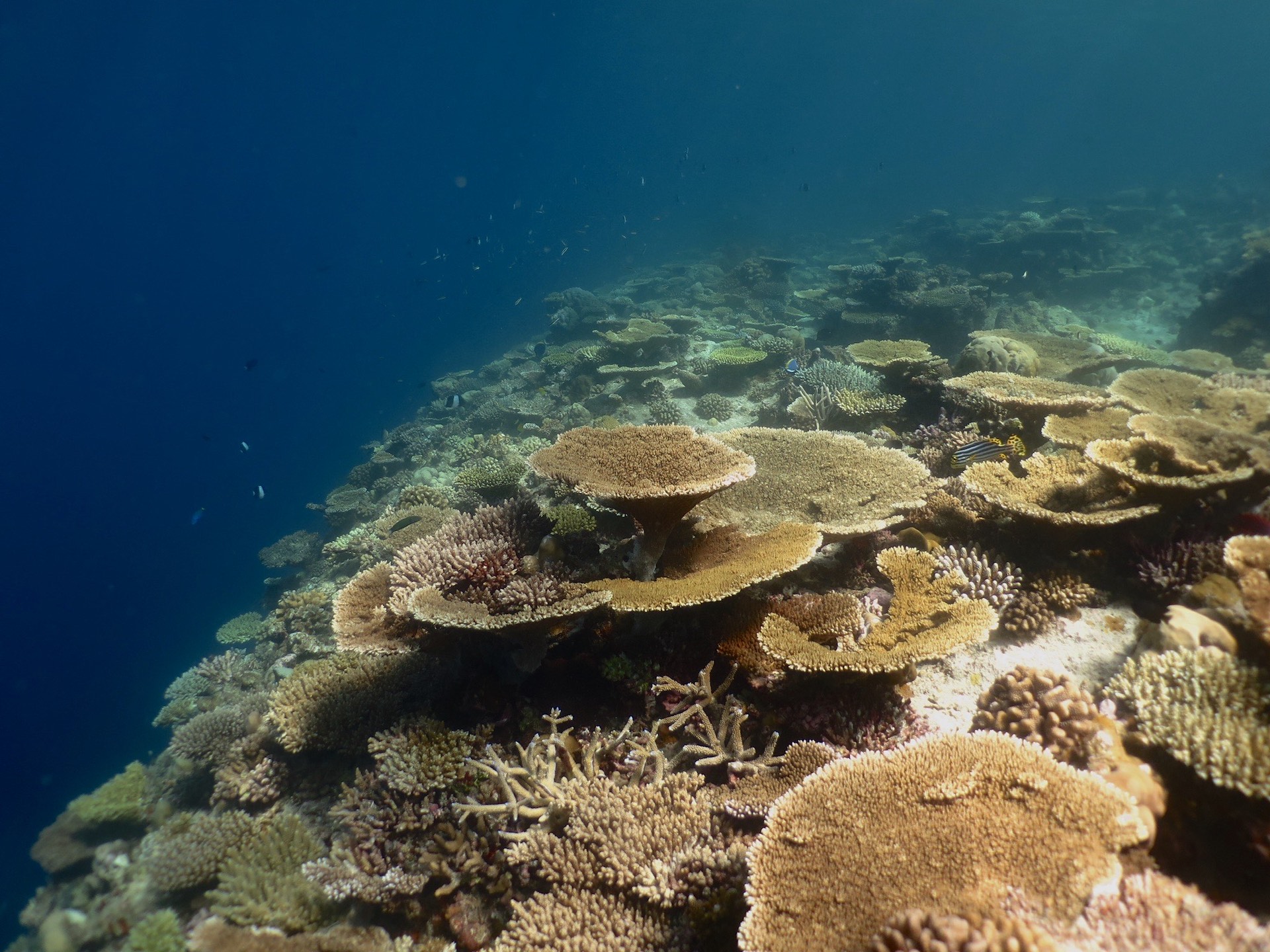 coralli Bicocca curcumina