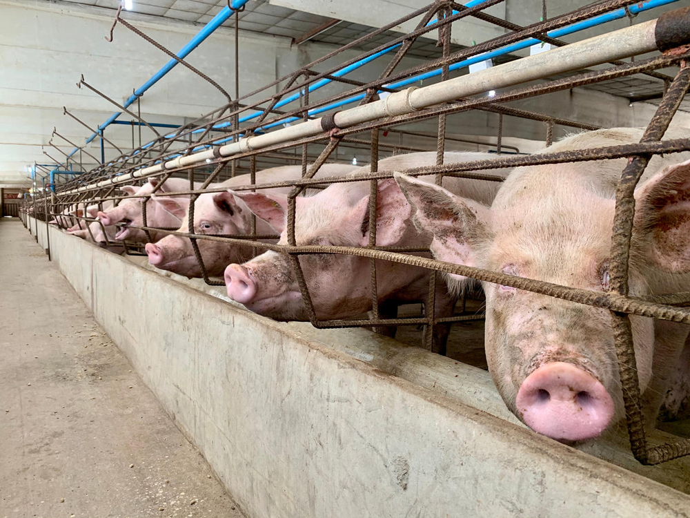 WWF Italia dieci regole per un sistema alimentare di valore