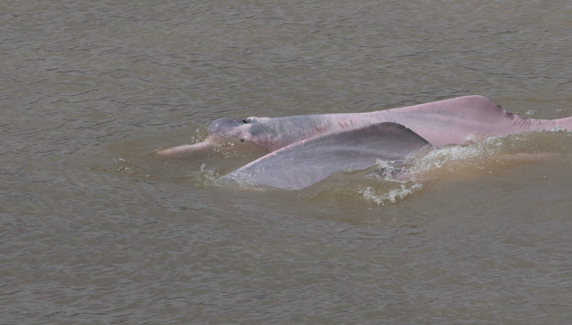 delfini Amazzonia
