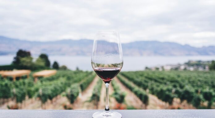 Più colore e più profumo: la luce ultravioletta rivoluziona il vigneto (senza chimica) vitigni PIWI vigneto