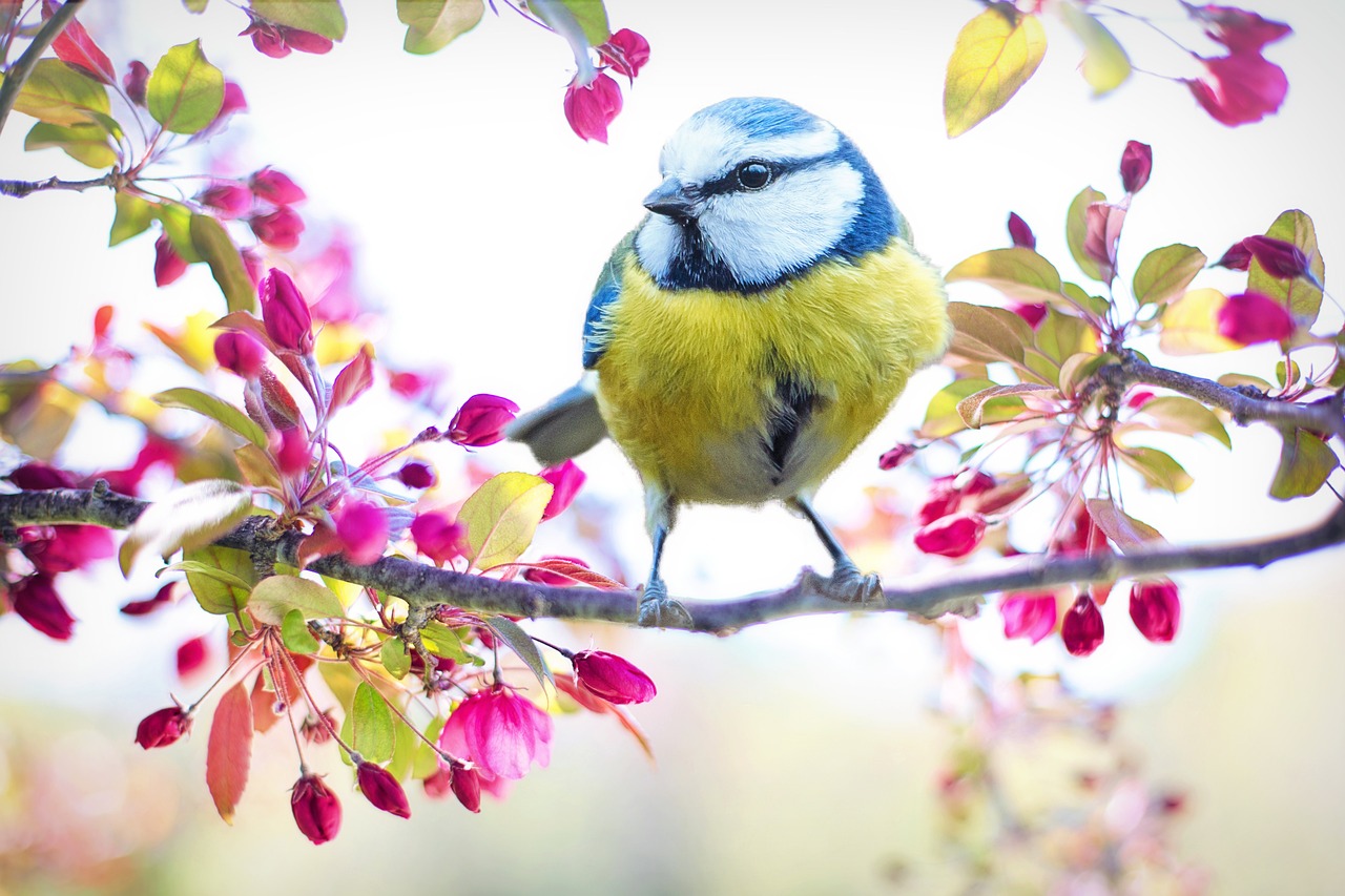 spring-bird-biodiversità