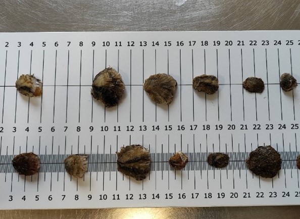 ostrica piatta, ostriche, ISPRA