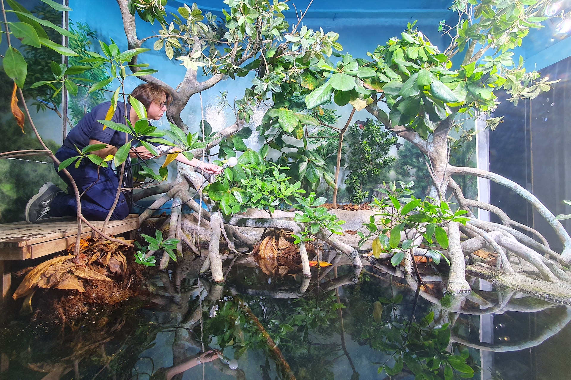 Acquario di Genova mangrovie