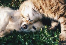 Elezioni UE, il ruolo dei candidati verso una politica condivisa per il benessere di cani e gatti save the dogs elezioni europee cani e gatti anche gli animali votano