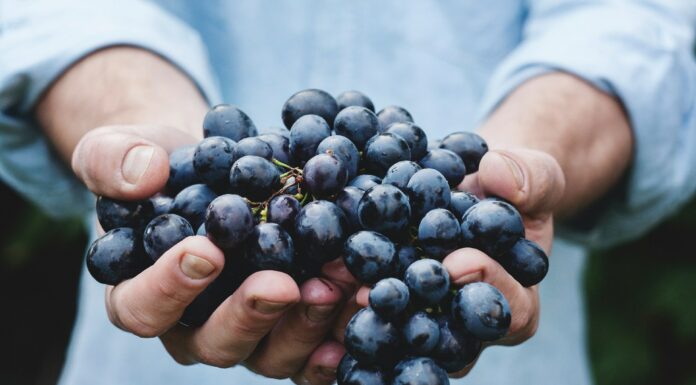 Circa una vigna bio su quattro è italiana Vigneron