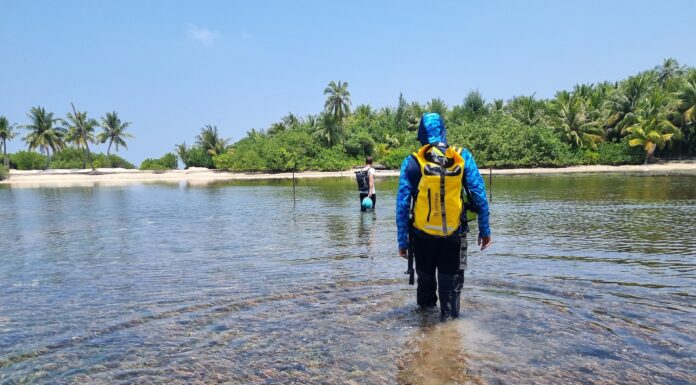 Al via un nuovo progetto per tutelare le mangrovie Ricercatori dell’Università di Milano-Bicocca, mangrovie, mangrovieti