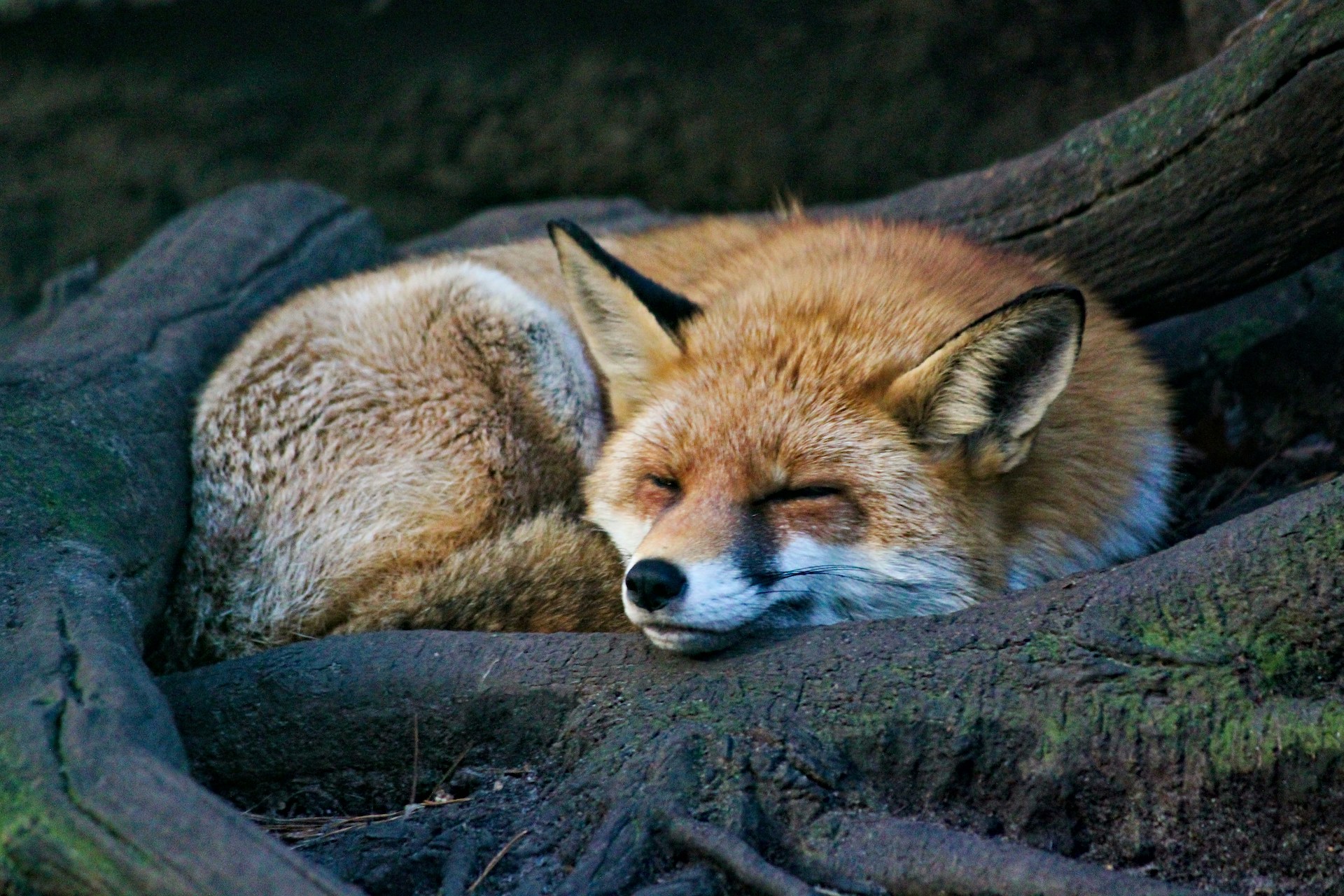 biodiversità in Italia NBFC