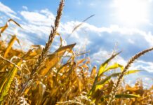 Caldo, allerta rossa nei campi al Sud