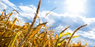 Caldo, allerta rossa nei campi al Sud