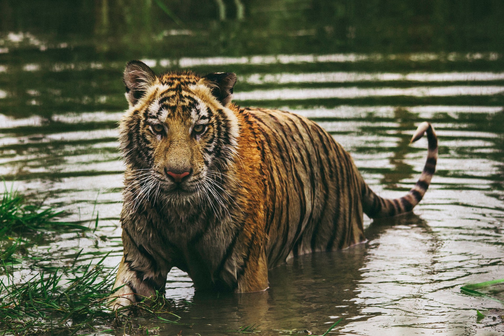 giornata tigre, tigri Thailandia