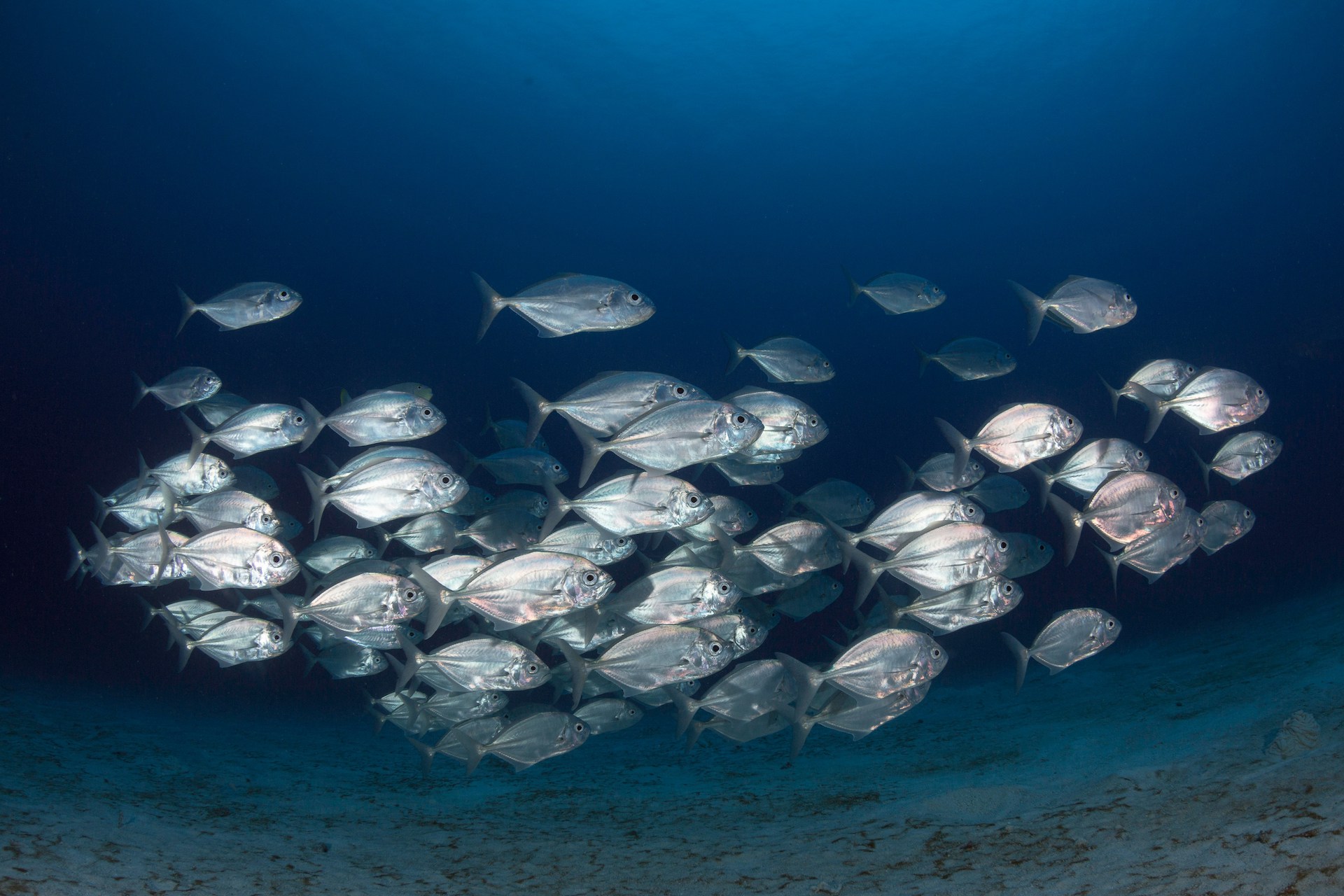 Mediterraneo