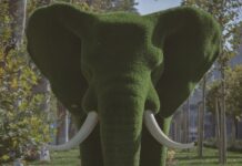 Il WWF lancia il percorso nazionale “ambiente bene comune”