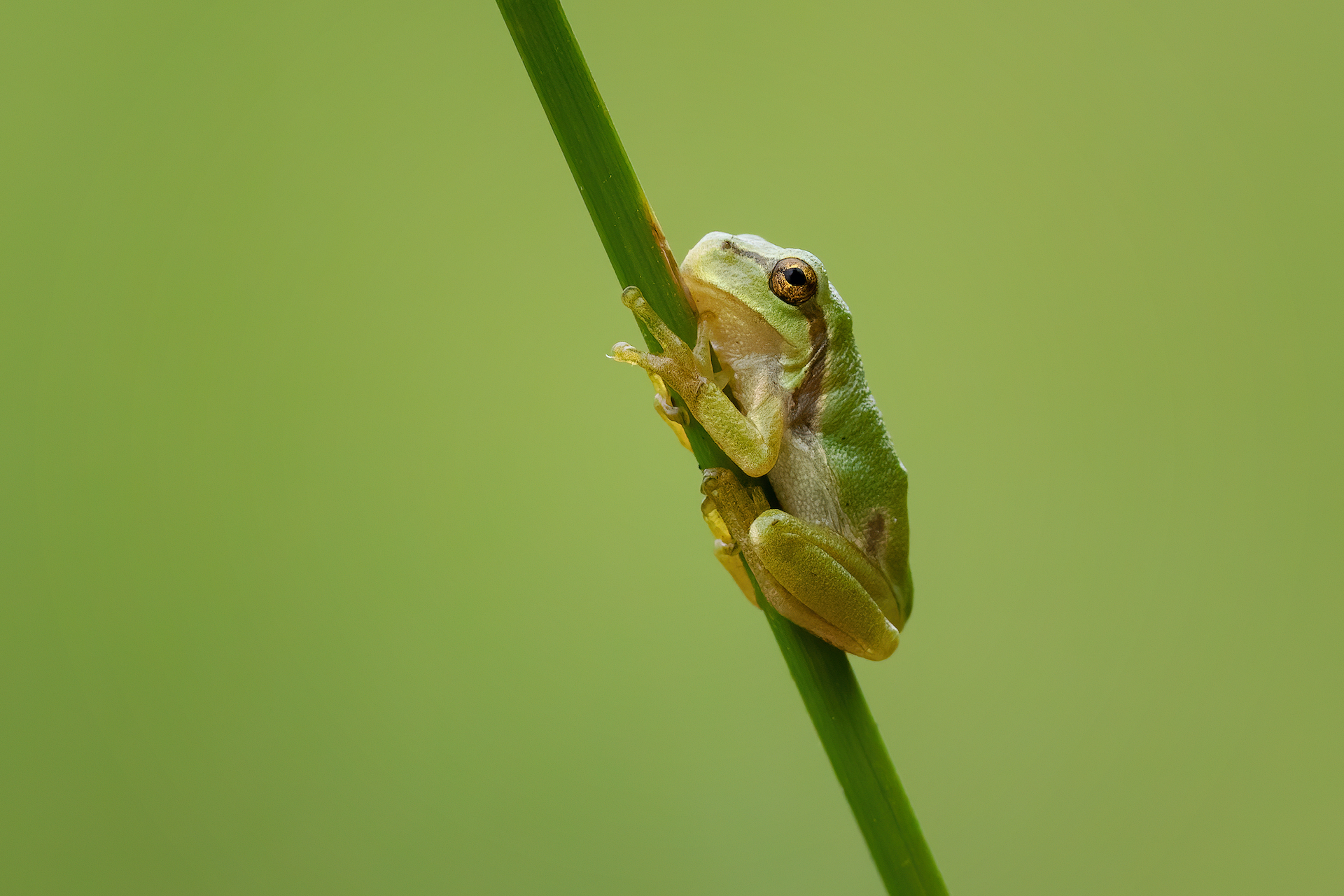 COP16 biodiversità Etifor