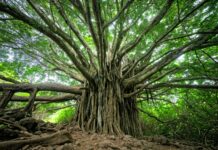Difesa, energia e mare scelte verso una transizione tecnologica e sostenibile alberi