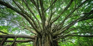 Difesa, energia e mare scelte verso una transizione tecnologica e sostenibile alberi