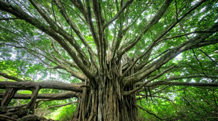 Difesa, energia e mare scelte verso una transizione tecnologica e sostenibile alberi