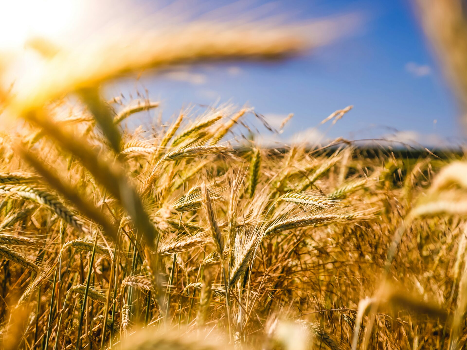 agricoltura