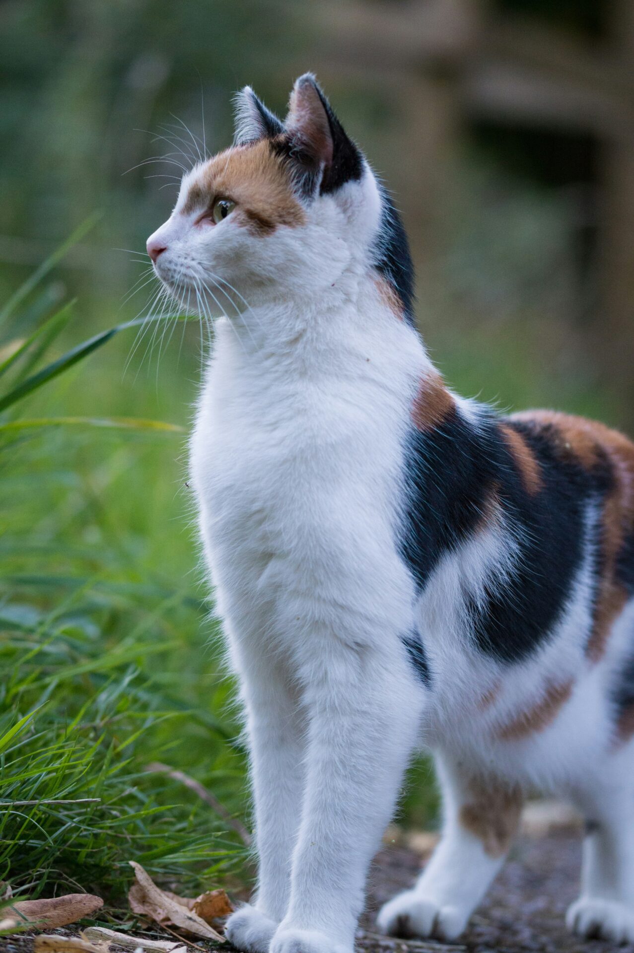 animali