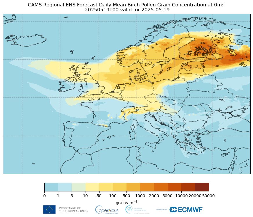 Media giornaliera della previsione di ensemble regionale CAMS delle concentrazioni di grani di polline di betulla inizializzata alle 00 UTC e valida per il 19 maggio. (Fonte: CAMS / ECMWF/Meteo-France)