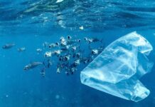 Tecnologia blockchain in soccorso dei nostri mari con Sea Trace blockchain