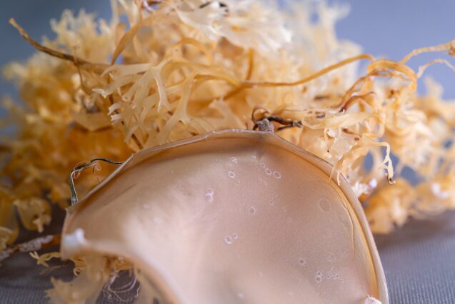 Film da biomassa algale per idrogel superassorbenti, biostimolanti e biodegradabili che trattengono acqua e rilasciano nutrienti, favorendo la germinazione e la crescita sostenibile delle piante