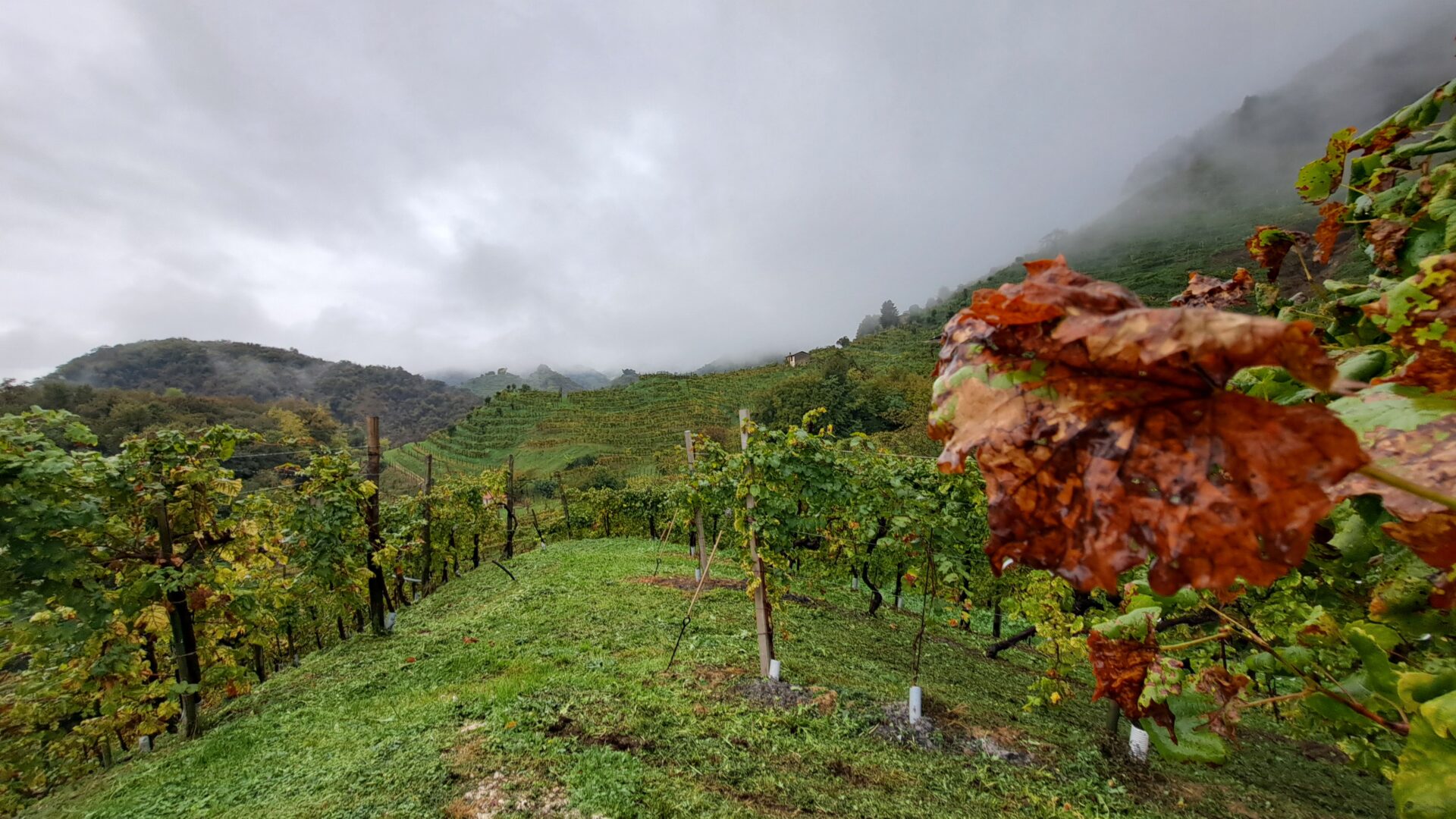 prosecco sostenibile