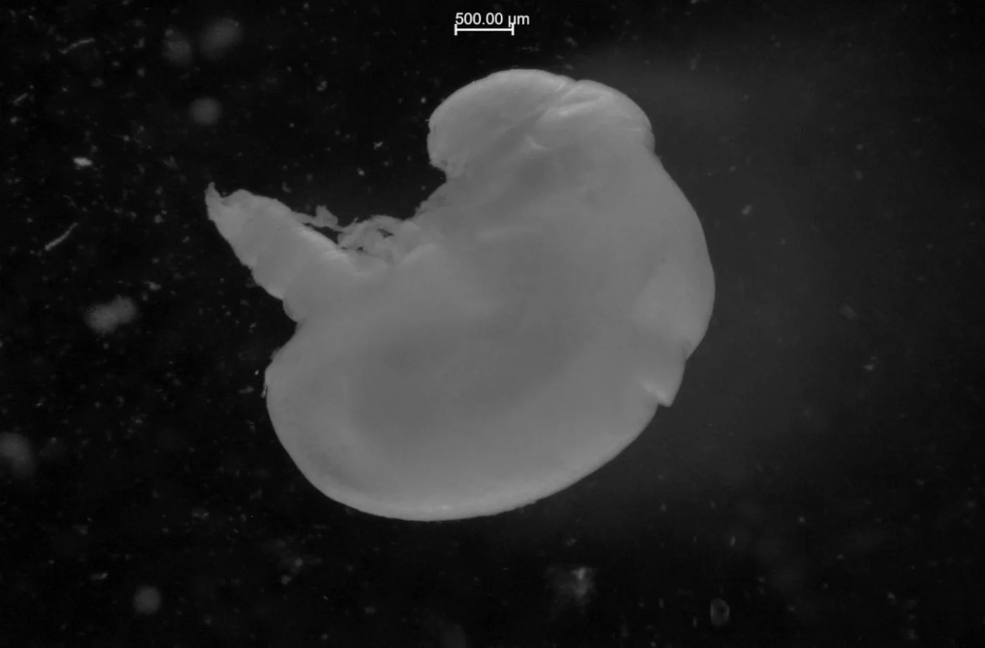 41598 2025 18125 Fig1 HTML