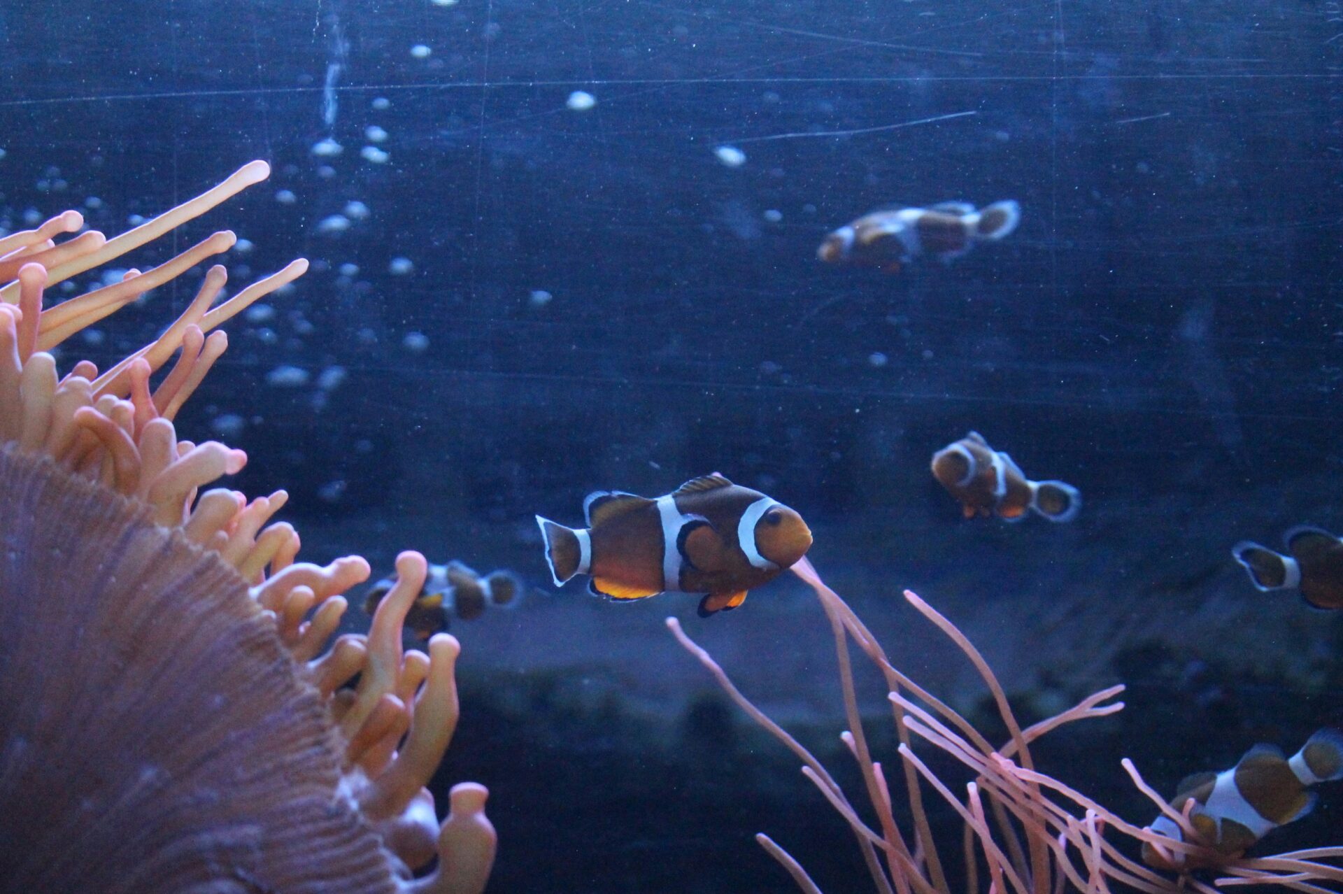 oceani
