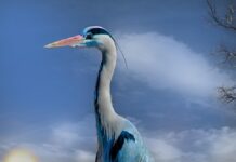 Aumenta la crisi alimentare causata dalla crisi climatica crisi alimentare crisi climatica