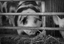 Allevamento intensivo: maxi multa e sequestro nel mantovano allevamento