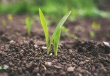 Crisi del suolo: degrado spinge richiesta di un trattato globale suolo