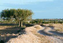 Suolo sano per città sane: la sfida del World Soil Day 2025 suolo