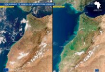 Il paradosso del deserto che fiorisce e dei fiumi che corrono al mare mentre aumenta la siccità deserto fiorisce Credit: European Union_ Copernicus Sentinel-3 Imagery