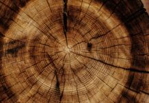 Legno e transizione ecologica: filiera chiede strategia nazionale legno