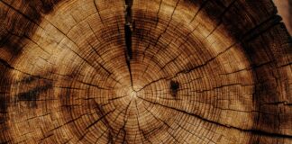 Legno e transizione ecologica: filiera chiede strategia nazionale legno