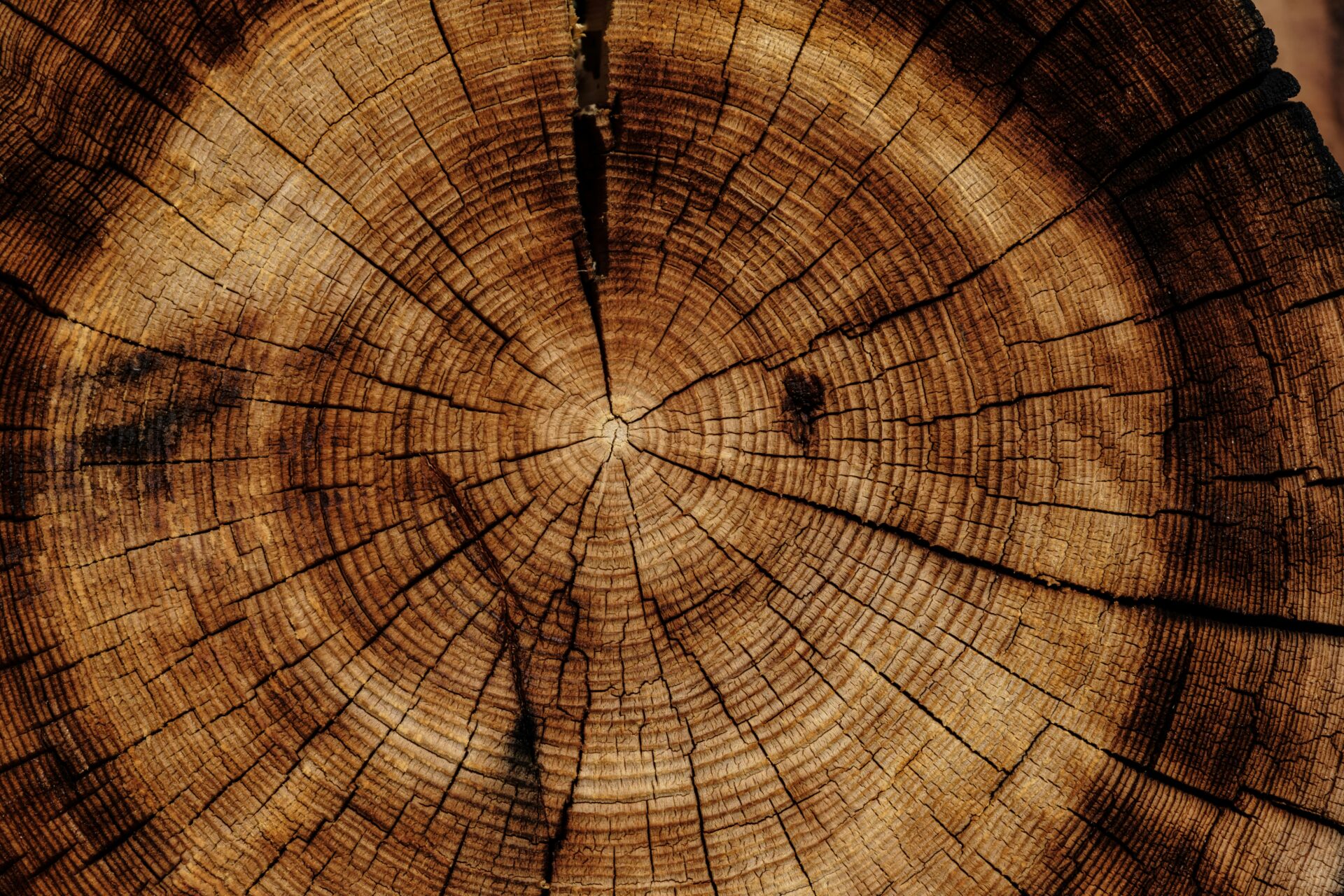 legno