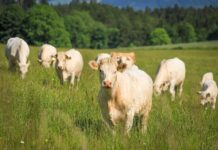 DL Bollette, il fronte agricolo si compatta: «Difendere biogas e fotovoltaico per la sicurezza del Paese» Dl bollette biogas