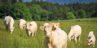 DL Bollette, il fronte agricolo si compatta: «Difendere biogas e fotovoltaico per la sicurezza del Paese» Dl bollette biogas