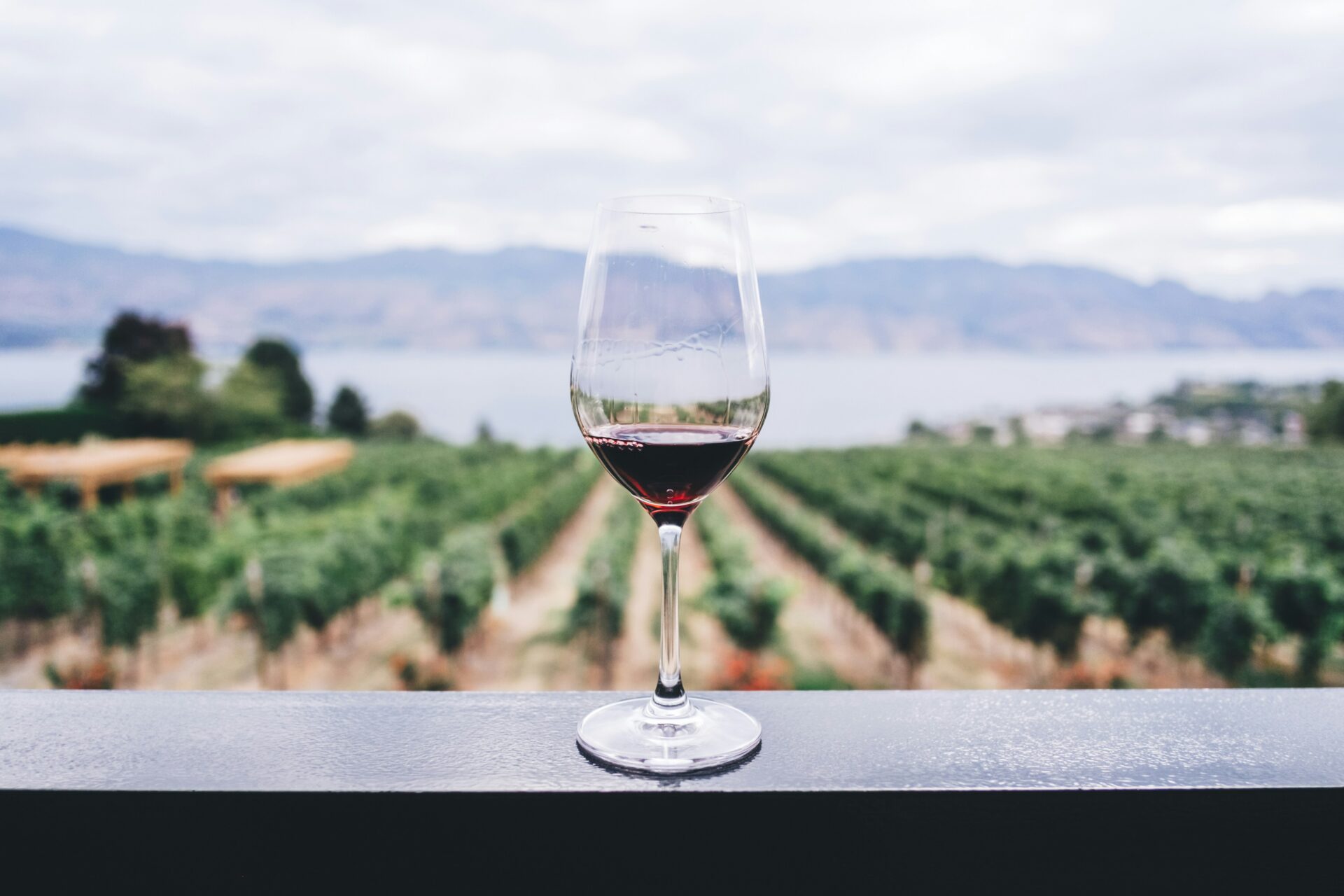 vitivinicolo