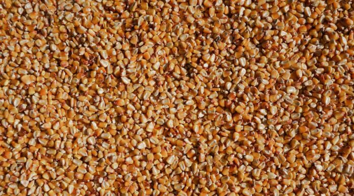 Bioenergia, India al centro della rivoluzione India-0