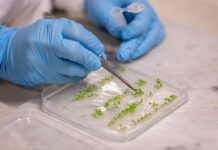 Quando la tecnologia scorre nelle vene delle piante piante