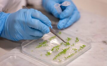 Quando la tecnologia scorre nelle vene delle piante piante